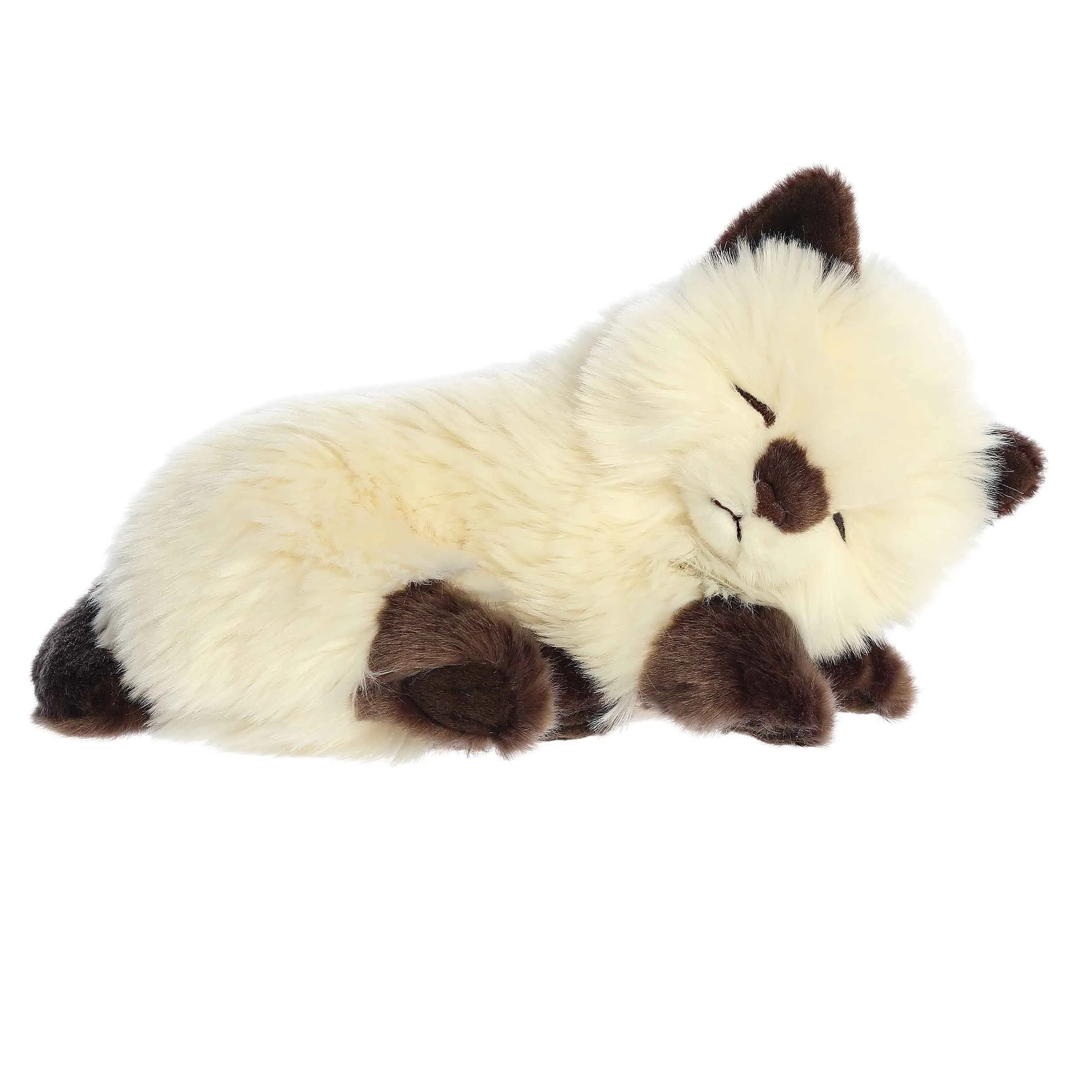 Sleepy Himalayan Kitten