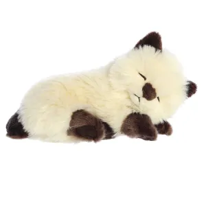 Sleepy Himalayan Kitten