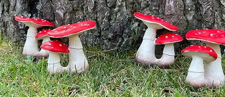 Spot The Mushroom
